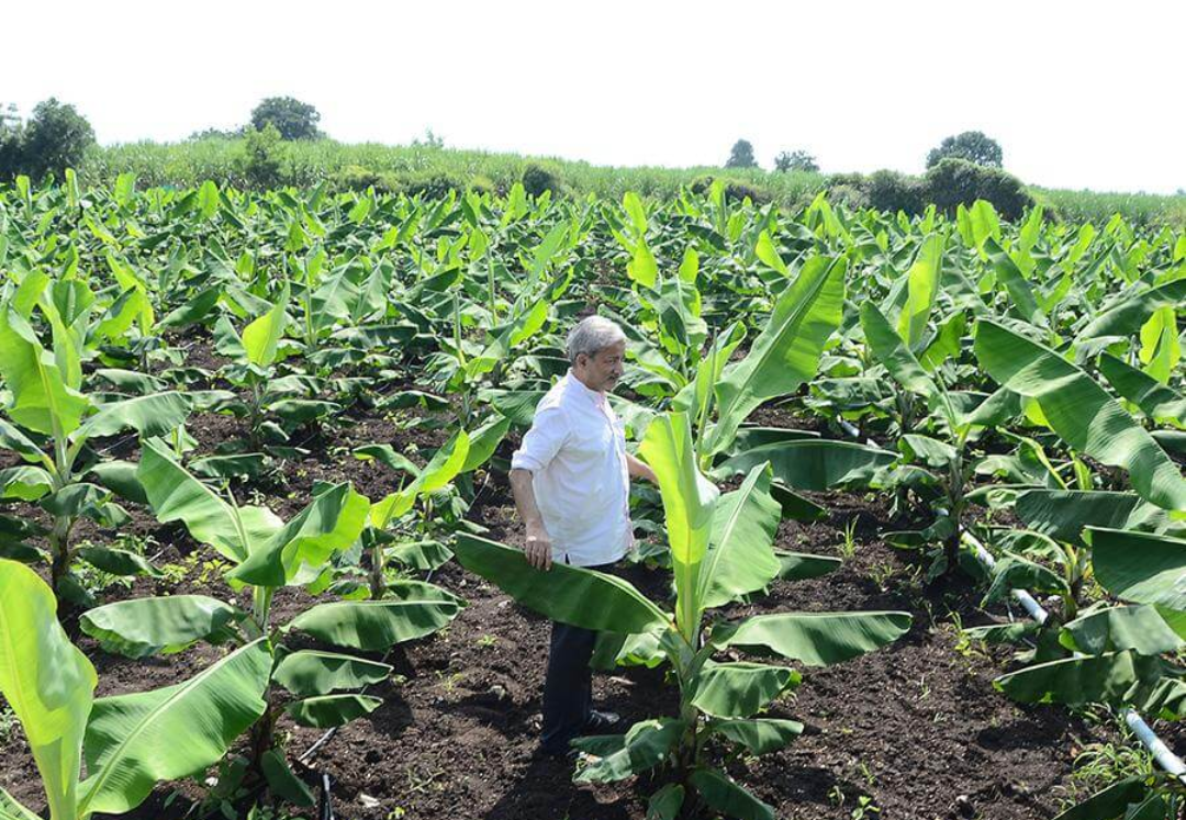 Transforming rural India through large-scale horticulture